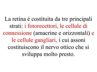 La retina è costituita da tre principali
strati: i fotorecettori, le cellule di
connessione (amacrine e orizzontali) e
le cellule gangliari, i cui assoni
costituiscono il nervo ottico che si
sviluppa molto presto.
 
