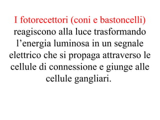 I fotorecettori (coni e bastoncelli)
reagiscono alla luce trasformando
l’energia luminosa in un segnale
elettrico che si propaga attraverso le
cellule di connessione e giunge alle
cellule gangliari.
 