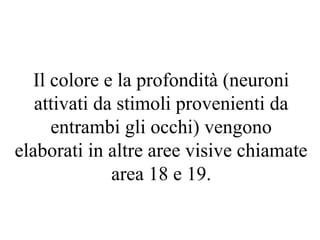 Il colore e la profondità (neuroni
attivati da stimoli provenienti da
entrambi gli occhi) vengono
elaborati in altre aree visive chiamate
area 18 e 19.
 