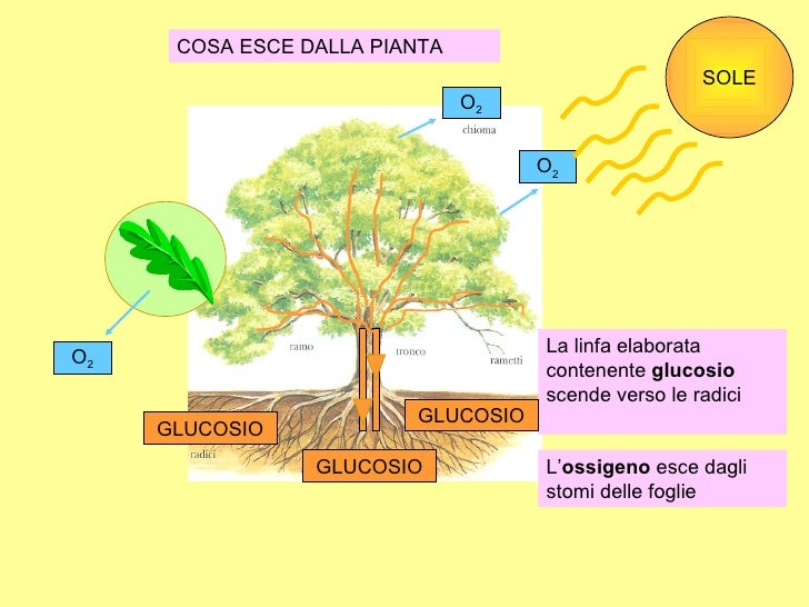 All'interno Della Pianta Qual è Il Percorso Della Linfa Grezza Presentazionefoto