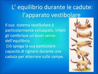 L’ equilibrio durante le cadute:
l’apparato vestibolare
Il suo sistema vestibolare è
particolarmente sviluppato, infatti
gli conferisce un buon senso
dell’equilibrio.
Ciò spiega la sua particolare
capacità di rigirarsi durante una
caduta per atterrare sulle zampe.

 