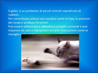 Il gatto è un predatore di piccoli animali soprattutto di
roditori.
Per comunicare utilizza vari vocalizzi come le fusa, le posizioni
del corpo e produce feromoni.
Può essere addestrato e obbedire a semplici comandi e può
imparare da solo a manipolare semplici meccanismi come le
maniglie delle porte.

 