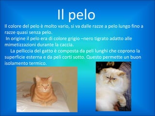Il pelo

Il colore del pelo è molto vario, si va dalle razze a pelo lungo fino a
razze quasi senza pelo.
In origine il pelo era di colore grigio –nero tigrato adatto alle
mimetizzazioni durante la caccia.
La pelliccia del gatto è composta da peli lunghi che coprono la
superficie esterna e da peli corti sotto. Questo permette un buon
isolamento termico.

 