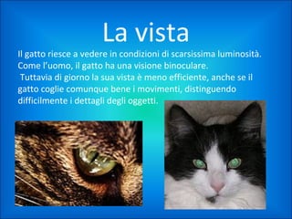 La vista

Il gatto riesce a vedere in condizioni di scarsissima luminosità.
Come l’uomo, il gatto ha una visione binoculare.
Tuttavia di giorno la sua vista è meno efficiente, anche se il
gatto coglie comunque bene i movimenti, distinguendo
difficilmente i dettagli degli oggetti.

 