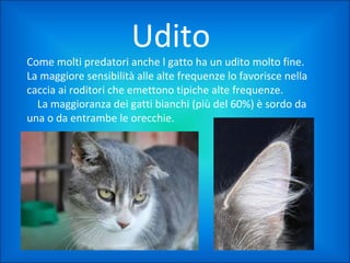 Udito

Come molti predatori anche l gatto ha un udito molto fine.
La maggiore sensibilità alle alte frequenze lo favorisce nella
caccia ai roditori che emettono tipiche alte frequenze.
La maggioranza dei gatti bianchi (più del 60%) è sordo da
una o da entrambe le orecchie.

 