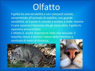 Olfatto

Il gatto ha una sensibilità a vari composti azotati,
consentendo all’animale di stabilire, con grande
sensibilità, se il pasto è rancido e andato a male: mentre
il cane azzanna il boccone che gli viene dato, il gatto lo
ispeziona annusandolo.
L’olfatto è anche importante nella vita sessuale: il
maschio riesce a sentire l’odore della femmina a
centinaia di metri di distanza.

 