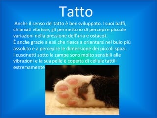 Tatto

Anche il senso del tatto è ben sviluppato. I suoi baffi,
chiamati vibrisse, gli permettono di percepire piccole
variazioni nella pressione dell’aria e ostacoli.
È anche grazie a essi che riesce a orientarsi nel buio più
assoluto e a percepire le dimensione dei piccoli spazi.
I cuscinetti sotto le zampe sono molto sensibili alle
vibrazioni e la sua pelle è coperta di cellule tattili
estremamente sensibili.

 