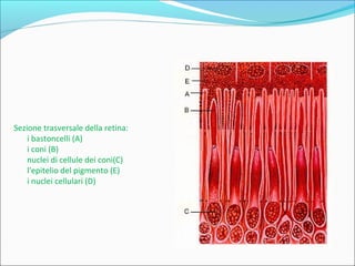 Sezione trasversale della retina:
i bastoncelli (A)
i coni (B)
nuclei di cellule dei coni(C)
l'epitelio del pigmento (E)
i nuclei cellulari (D)
 