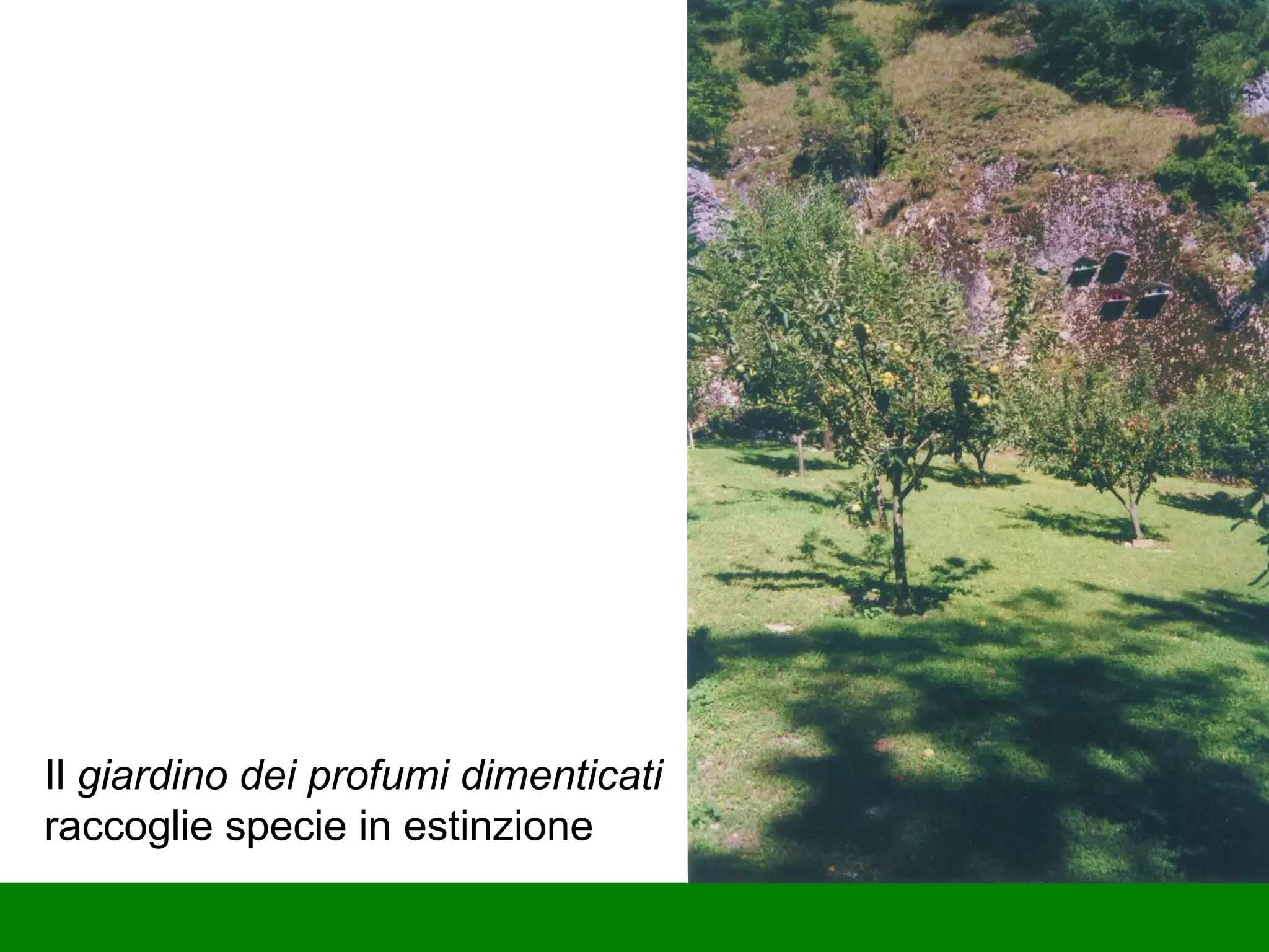 Il  giardino dei profumi dimenticati  raccoglie specie in estinzione 