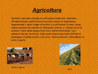 Agricoltura
Durante il periodo coloniale le coltivazioni industriali, destinate
all'esportazione, sostituirono le vecchie colture di sussistenza,
impoverendo il suolo troppo sfruttato. Le coltivazioni di mais, sorgo,
miglio e patate non bastano al fabbisogno interno, e il Kenya cerca di
evitare i rischi della monocoltura (tè e caffè) sfruttando i vari
ambienti del suo territorio. Sulla costa invece sono molto diffuse le
piantagioni di palma da olio e da cocco. Viene praticato l'allevamento di
ovini e caprini.

Ovini e caprini

mais

 