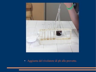 ● Aggiunta del rivelatore di ph alle provette.
 