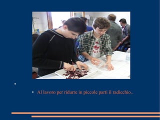 ●
● Al lavoro per ridurre in piccole parti il radicchio..
 