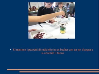 ● Si mettono i pezzetti di radicchio in un becher con un po' d'acqua e
si accende il fuoco.
 