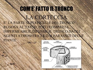COM’E’ FATTO IL TRONCO
LA CORTECCIA
E’ LA PARTE SUPERFICIALE DEL TRONCO
RUGOSA AL TATTO, POCO COMPATTA,
IMPERMEABILE, DIFENDE IL TRONCO DAGLI
AGENTI ATMOSFERICI E DAI PARASSITI DELLE
PIANTE
 