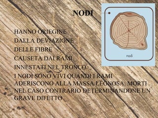 NODI
HANNO ORIEGINE
DALLA DEVIAZIONE
DELLE FIBRE
CAUSETA DAI RAMI
INNESTATI NEL TRONCO.
I NODI SONO VIVI QUANDI I RAMI
ADERISCONO ALLA MASSA LEGNOSA, MORTI
NEL CASO CONTRARIO DETERMINANDONE UN
GRAVE DIFETTO
 
