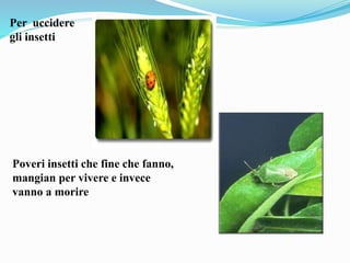Per uccidere
gli insetti
Poveri insetti che fine che fanno,
mangian per vivere e invece
vanno a morire
 