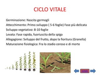 CICLO VITALE
Germinazione: Nascita germogli
Attecchimento: Primo sviluppo ( 5-6 foglie) Fase più delicata
Sviluppo vegetativo: 8-10 foglie
Levata: Fase rapida, fuoriuscita della spiga
Allegagione: Sviluppo del frutto, dopo la fioritura (Granella)
Maturazione fisiologica: Fra lo stadio ceroso e di morte
HOME
 
