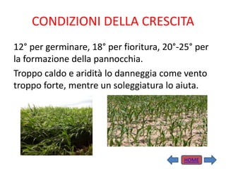 CONDIZIONI DELLA CRESCITA
12° per germinare, 18° per fioritura, 20°-25° per
la formazione della pannocchia.
Troppo caldo e aridità lo danneggia come vento
troppo forte, mentre un soleggiatura lo aiuta.
HOME
 