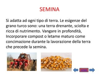 SEMINA
Si adatta ad ogni tipo di terra. Le esigenze del
grano turco sono: una terra drenante, sciolta e
ricca di nutrimento. Vangare in profondità,
Incorporare compost o letame maturo come
concimazione durante la lavorazione della terra
che precede la semina.
HOME
 