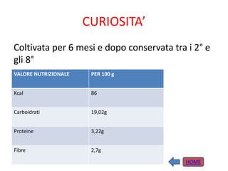 CURIOSITA’
Coltivata per 6 mesi e dopo conservata tra i 2° e
gli 8°
VALORE NUTRIZIONALE PER 100 g
Kcal 86
Carboidrati 19,02g
Proteine 3,22g
Fibre 2,7g
HOME
 