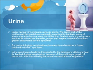 Urine
Under normal circumstances urine is sterile. The lower part of the
urethra and the genitalia are normally colonised by bacteria, many of
which may also cause urinary tract infection. Since urine is a good growth
medium for all sorts of bacteria, proper and aseptic collection assumes
greater importance for this specimen.
For microbiological examination urine must be collected as a “clean
catch-mid-stream” specimen.
Urine specimens should be transported to the laboratory within one hour
for bacteriological examination, because of the continuous growth of
bacteria in vitro thus altering the actual concentration of organisms.
 