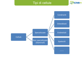 Tipi di cellule


                              Condrociti



                              Osteoblasti



            Specializzate     Endoteliali

Cellule
          Non specializzate
                               Epatociti
            (Staminali)


                                 ……..
 