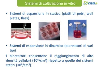 Sistemi di coltivazione in vitro

• Sistemi di espansione in statico (piatti di petri, well
  plates, flask)




• Sistemi di espansione in dinamico (bioreattori di vari
   tipi)
I bioreattori consentono il raggiungimento di alte
densità cellulari (108/cm3) rispetto a quelle dei sistemi
statici (106/cm3)
 