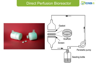 Direct Perfusion Bioreactor
 