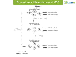 Espansione e differenziazione di MSC
 