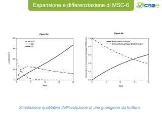Espansione e differenziazione di MSC-6




Simulazione qualitativa dell’evoluzione di una guarigione da frattura
 