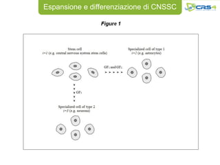 Espansione e differenziazione di CNSSC
 
