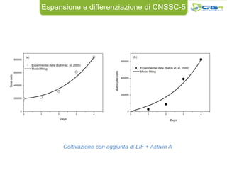Espansione e differenziazione di CNSSC-5




      Coltivazione con aggiunta di LIF + Activin A
 