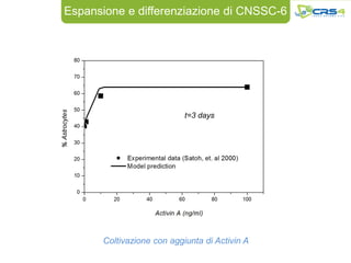 Espansione e differenziazione di CNSSC-6




                           t=3 days




      Coltivazione con aggiunta di Activin A
 