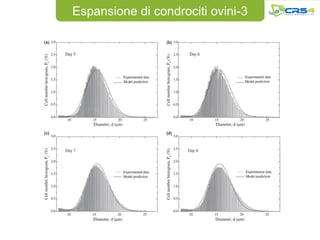 Espansione di condrociti ovini-3
 