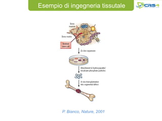 Esempio di ingegneria tissutale




        P. Bianco, Nature, 2001
 