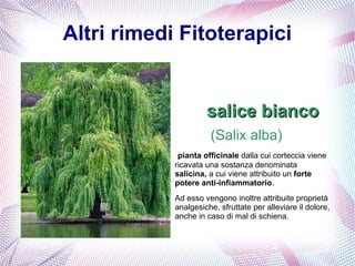 Altri rimedi Fitoterapici 
ssaalliiccee bbiiaannccoo 
(Salix alba) 
pianta officinale dalla cui corteccia viene 
ricavata una sostanza denominata 
salicina, a cui viene attribuito un forte 
potere anti-infiammatorio. 
Ad esso vengono inoltre attribuite proprietà 
analgesiche, sfruttate per alleviare il dolore, 
anche in caso di mal di schiena. 
 