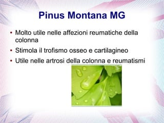 Pinus Montana MG 
● Molto utile nelle affezioni reumatiche della 
colonna 
● Stimola il trofismo osseo e cartilagineo 
● Utile nelle artrosi della colonna e reumatismi 
 