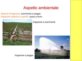 Aspetto ambientale
Sistema d’irrigazione: scorrimento e pioggia
Irrigazione cadenza e superfici: pozzo e turno
Irrigazione a scorrimento
Irrigazione a pioggia
 