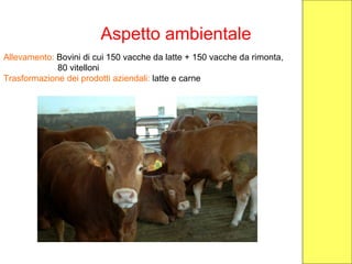 Aspetto ambientale
Allevamento: Bovini di cui 150 vacche da latte + 150 vacche da rimonta,
80 vitelloni
Trasformazione dei prodotti aziendali: latte e carne
 