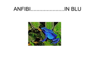 ANFIBI.......................IN BLU 