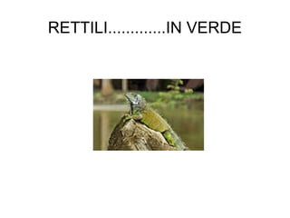 RETTILI.............IN VERDE 
