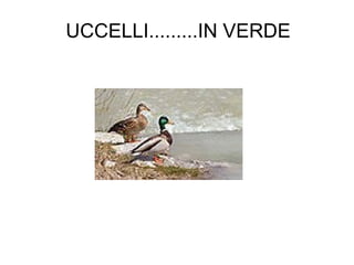UCCELLI.........IN VERDE 