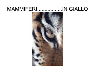 MAMMIFERI.................IN GIALLO 