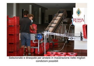 Selezionate e diraspate per andare in macerazione nelle migliori
                      condizioni possibili
 