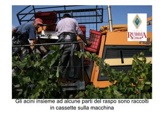 Gli acini insieme ad alcune parti del raspo sono raccolti
                in cassette sulla macchina
 