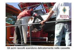 Gli acini raccolti scendono delicatamente nelle cassette
 