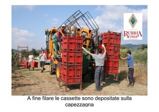 A fine filare le cassette sono depositate sulla
                   capezzagna
 