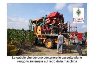 Le gabbie che devono contenere le cassette piene
   vengono sistemate sul retro della macchina
 