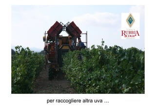 per raccogliere altra uva …
 