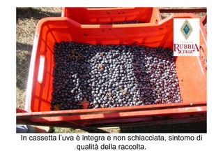 In cassetta l’uva è integra e non schiacciata, sintomo di
                  qualità della raccolta.
 